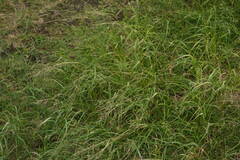 Eragrostis tenuifolia