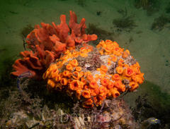 Australopsammia aurea