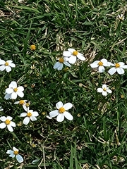 Bidens odorata