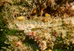 Istigobius hoesei