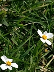 Bidens odorata
