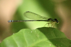 Coenagrionidae