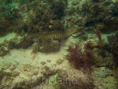 Gymnothorax cribroris