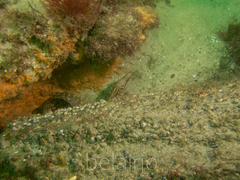 Gymnothorax cribroris