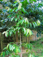 Dipterocarpus hasseltii