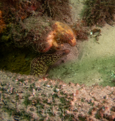 Gymnothorax cribroris