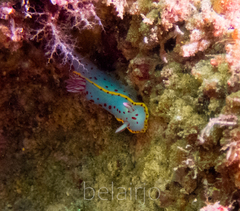 Hypselodoris bennetti