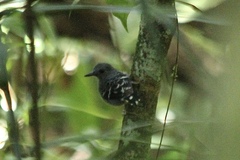 Willisornis poecilinotus