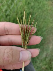 Bothriochloa pertusa