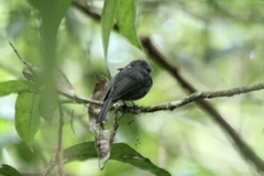 Thamnomanes ardesiacus