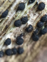 Rosellinia
