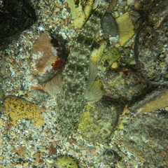 Platycephalus fuscus