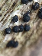 Rosellinia