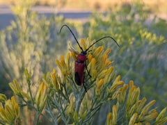 Crossidius coralinus