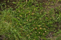 Indigofera spicata