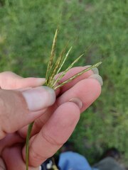 Bothriochloa pertusa