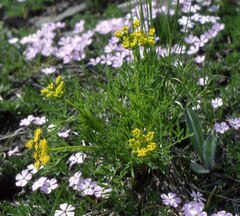 Lomatium brandegeei