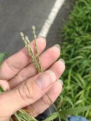 Digitaria bicornis