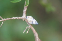 Drymaeus multilineatus