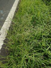 Eragrostis pectinacea