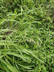 Melinis repens
