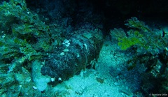 Holothuria mexicana