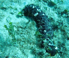 Holothuria mexicana