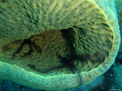 Ophiothrix suensoni