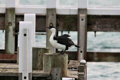 Phalacrocorax fuscescens