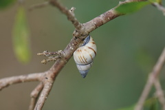 Drymaeus multilineatus