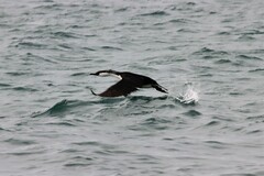 Phalacrocorax fuscescens