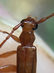 Astetholea pauper