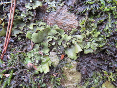 Marchantiophyta