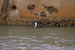Phalacrocorax fuscescens