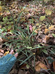 Liriope graminifolia