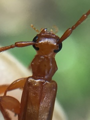Astetholea pauper