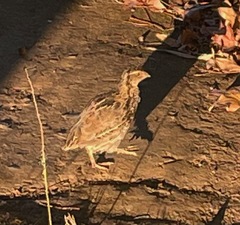 Coturnix