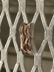 Spodoptera pulchella