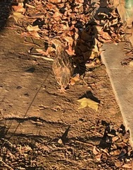 Coturnix