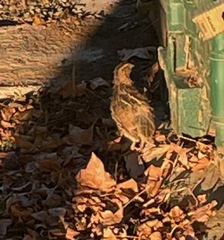 Coturnix