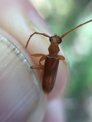 Astetholea pauper