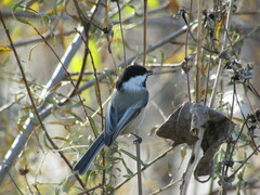 Poecile atricapillus