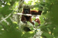 Alouatta macconnelli