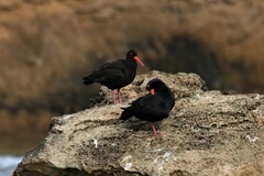 Haematopus fuliginosus