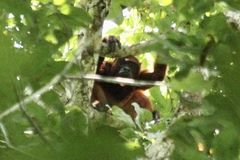 Alouatta macconnelli