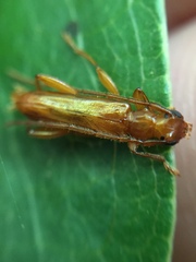 Astetholea pauper