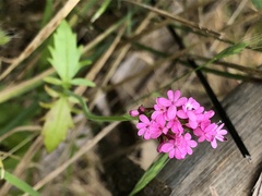 Centranthus macrosiphon