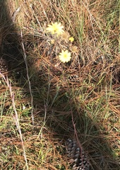 Hieracium megacephalon