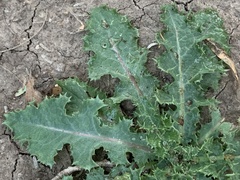 Sonchus asper
