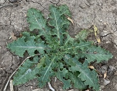 Sonchus asper